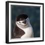 Antarctica, penguin, headshot-George Theodore-Framed Photographic Print