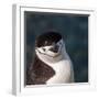 Antarctica, penguin, headshot-George Theodore-Framed Photographic Print