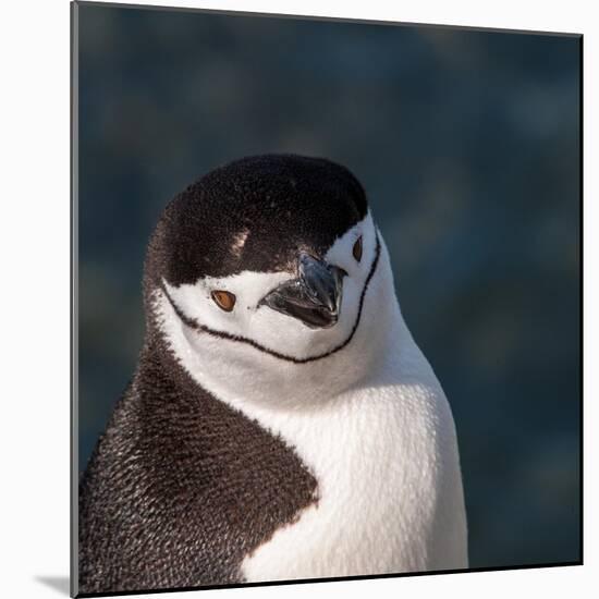 Antarctica, penguin, headshot-George Theodore-Mounted Photographic Print