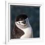 Antarctica, penguin, headshot-George Theodore-Framed Photographic Print