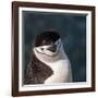 Antarctica, penguin, headshot-George Theodore-Framed Photographic Print