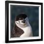 Antarctica, penguin, headshot-George Theodore-Framed Photographic Print