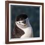 Antarctica, penguin, headshot-George Theodore-Framed Photographic Print