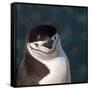 Antarctica, penguin, headshot-George Theodore-Framed Stretched Canvas