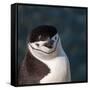 Antarctica, penguin, headshot-George Theodore-Framed Stretched Canvas