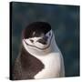 Antarctica, penguin, headshot-George Theodore-Stretched Canvas