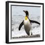 Antarctica, penguin, King-George Theodore-Framed Photographic Print