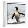 Antarctica, penguin, King-George Theodore-Framed Photographic Print