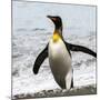 Antarctica, penguin, King-George Theodore-Mounted Photographic Print