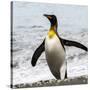 Antarctica, penguin, King-George Theodore-Stretched Canvas