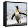 Antarctica, penguin, King-George Theodore-Framed Stretched Canvas