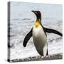 Antarctica, penguin, King-George Theodore-Stretched Canvas