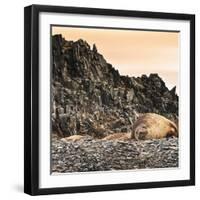 Antarctica Peninsula, Elephant Seal Rests on the Rocks-Janet Muir-Framed Photographic Print