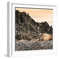 Antarctica Peninsula, Elephant Seal Rests on the Rocks-Janet Muir-Framed Photographic Print