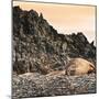Antarctica Peninsula, Elephant Seal Rests on the Rocks-Janet Muir-Mounted Photographic Print