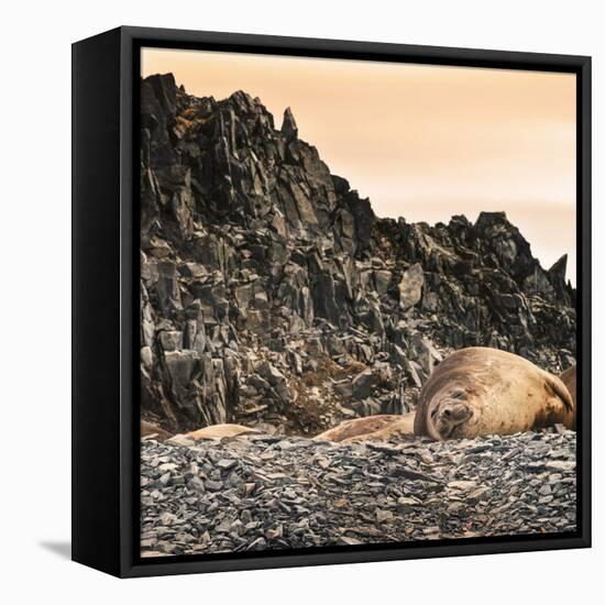 Antarctica Peninsula, Elephant Seal Rests on the Rocks-Janet Muir-Framed Stretched Canvas