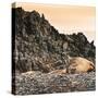 Antarctica Peninsula, Elephant Seal Rests on the Rocks-Janet Muir-Stretched Canvas