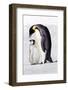 Antarctica, Snow Hill. A chick standing next to its parent vocalizing and interacting.-Ellen Goff-Framed Photographic Print