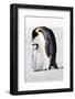 Antarctica, Snow Hill. A chick standing next to its parent vocalizing and interacting.-Ellen Goff-Framed Photographic Print