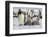 Antarctica, Snow Hill. A group of emperor penguin chicks huddle near and adult-Ellen Goff-Framed Photographic Print