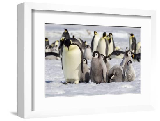 Antarctica, Snow Hill. A group of emperor penguin chicks huddle near and adult-Ellen Goff-Framed Photographic Print