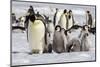Antarctica, Snow Hill. A group of emperor penguin chicks huddle near and adult-Ellen Goff-Mounted Photographic Print