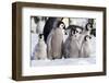 Antarctica, Snow Hill. A group of emperor penguin chicks huddle together-Ellen Goff-Framed Photographic Print