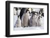 Antarctica, Snow Hill. A group of emperor penguin chicks huddle together-Ellen Goff-Framed Photographic Print