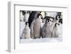 Antarctica, Snow Hill. A group of emperor penguin chicks huddle together-Ellen Goff-Framed Photographic Print