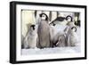 Antarctica, Snow Hill. A group of emperor penguin chicks huddle together-Ellen Goff-Framed Photographic Print