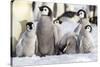 Antarctica, Snow Hill. A group of emperor penguin chicks huddle together-Ellen Goff-Stretched Canvas