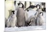 Antarctica, Snow Hill. A group of emperor penguin chicks huddle together-Ellen Goff-Mounted Photographic Print