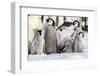 Antarctica, Snow Hill. A group of emperor penguin chicks huddle together-Ellen Goff-Framed Photographic Print