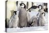 Antarctica, Snow Hill. A group of emperor penguin chicks huddle together-Ellen Goff-Stretched Canvas