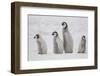 Antarctica, Snow Hill. A group of emperor penguin chicks move from one area of the rookery-Ellen Goff-Framed Photographic Print