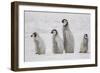 Antarctica, Snow Hill. A group of emperor penguin chicks move from one area of the rookery-Ellen Goff-Framed Photographic Print