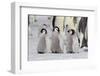 Antarctica, Snow Hill. A group of emperor penguin chicks stand together waiting for their parents-Ellen Goff-Framed Photographic Print