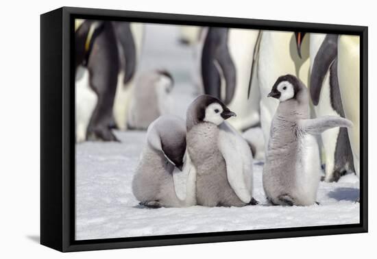 Antarctica, Snow Hill. A group of emperor penguin chicks stand together waiting for their parents-Ellen Goff-Framed Stretched Canvas