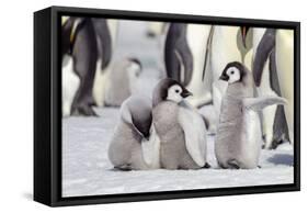 Antarctica, Snow Hill. A group of emperor penguin chicks stand together waiting for their parents-Ellen Goff-Framed Stretched Canvas