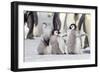 Antarctica, Snow Hill. A group of emperor penguin chicks stand together waiting for their parents-Ellen Goff-Framed Photographic Print