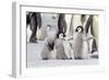 Antarctica, Snow Hill. A group of emperor penguin chicks stand together waiting for their parents-Ellen Goff-Framed Photographic Print