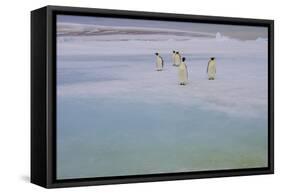 Antarctica, Snow Hill. A group of emperor penguins pause on their way to the sea.-Ellen Goff-Framed Stretched Canvas