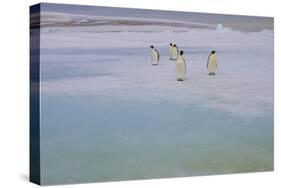 Antarctica, Snow Hill. A group of emperor penguins pause on their way to the sea.-Ellen Goff-Stretched Canvas