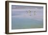 Antarctica, Snow Hill. A group of emperor penguins pause on their way to the sea.-Ellen Goff-Framed Photographic Print