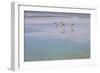 Antarctica, Snow Hill. A group of emperor penguins pause on their way to the sea.-Ellen Goff-Framed Photographic Print