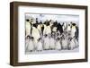 Antarctica, Snow Hill. A large number of chicks huddle together at the edge of the rookery.-Ellen Goff-Framed Photographic Print