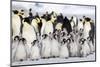 Antarctica, Snow Hill. A large number of chicks huddle together at the edge of the rookery.-Ellen Goff-Mounted Photographic Print