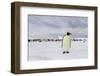 Antarctica, Snow Hill. A single adult emperor penguin stands in front of the colony.-Ellen Goff-Framed Photographic Print