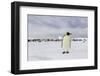 Antarctica, Snow Hill. A single adult emperor penguin stands in front of the colony.-Ellen Goff-Framed Photographic Print