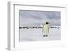 Antarctica, Snow Hill. A single adult emperor penguin stands in front of the colony.-Ellen Goff-Framed Photographic Print